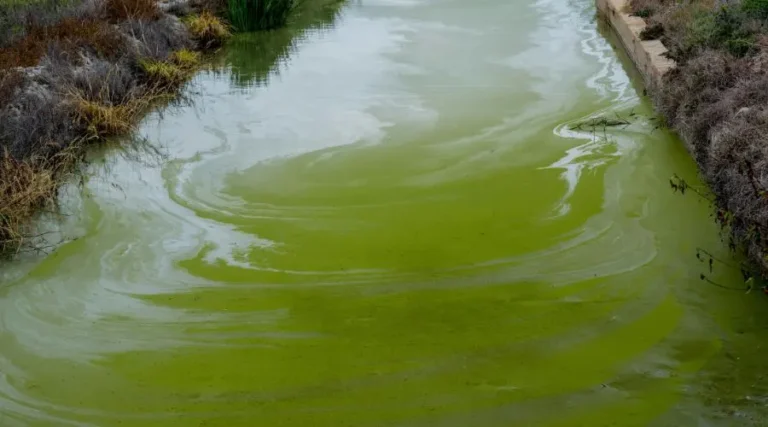 Plan d'eau avec contaminants qui créent des algues